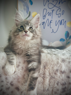 Ali Chaton Maine Coon de 12 semaines