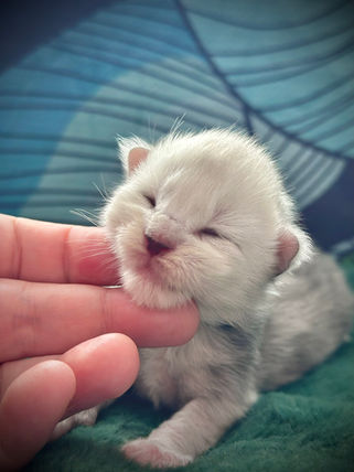 🍎 Maine Coon Les Aristocoons Happy Black Silver Shaded & Blanc