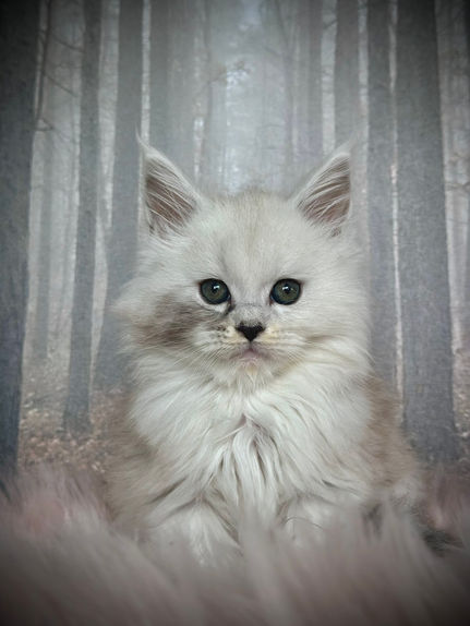 🍎 Maine Coon Les Aristocoons Blanche Black Silver Shaded & Blanc