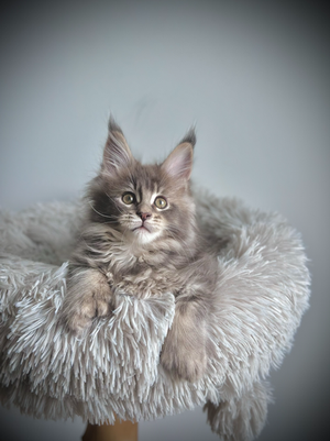 Stitch Maine Coon Bleu Silver Ticked Tabby Polydactyle - Chaton de 10 semaines 