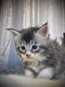 π Maine Coon Les Aristocoons Marie Black Silver Ticked Tabby & Blanc