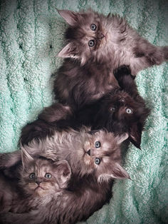 Les filles de la portée de chatons Maine Coons Bellatrix, Narcissa, Minerva & Hermione 