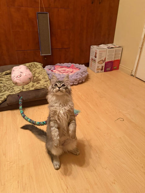 Intégration de Céleste (Ohana) et Nova (Kawena) dans leur belle famille de poilus