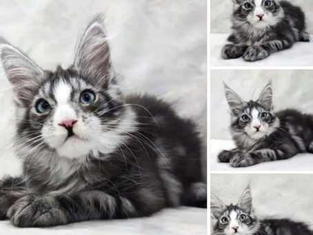 Chaton Maine Coon vendu comme DBE, visiblement atteint du syndrome de Waardenburg. Cette photo a été prise sur les réseaux sociaux et ce chaton n'est pas le nôtre.