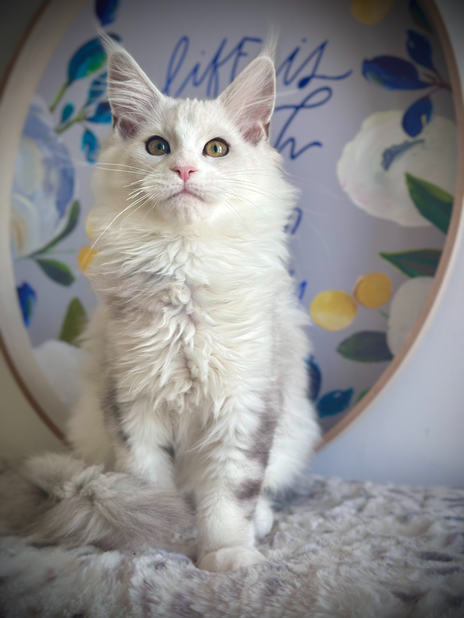 Aladdin Chaton Maine Coon de 16 semaines