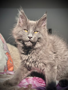 🎄 Maine Coon Les Aristocoons Max Blue Smoke