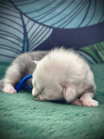 🍎 Maine Coon Les Aristocoons Atchoum Black Silver Shaded & Blanc