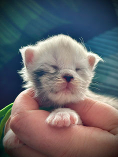 🍎 Maine Coon Les Aristocoons Blanche Black Silver Shaded & Blanc