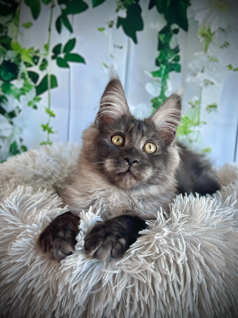 Angel Maine Coon Black Smoke - 19-week-old kitten