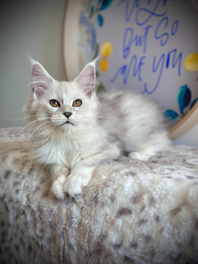 Jasmine Chaton Maine Coon de 16 semaines