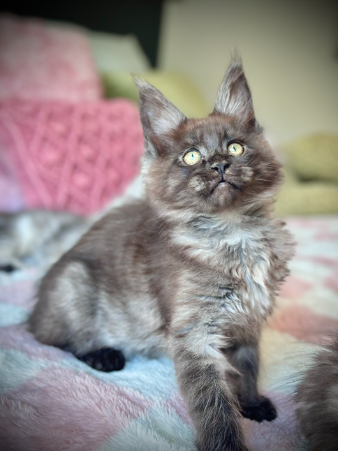 Hawaii Maine Coon Black Smoke - 11-week-old kitten