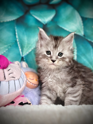๐ Shadow Maine Coon Black Silver Tabby  - 6 semaines de vie