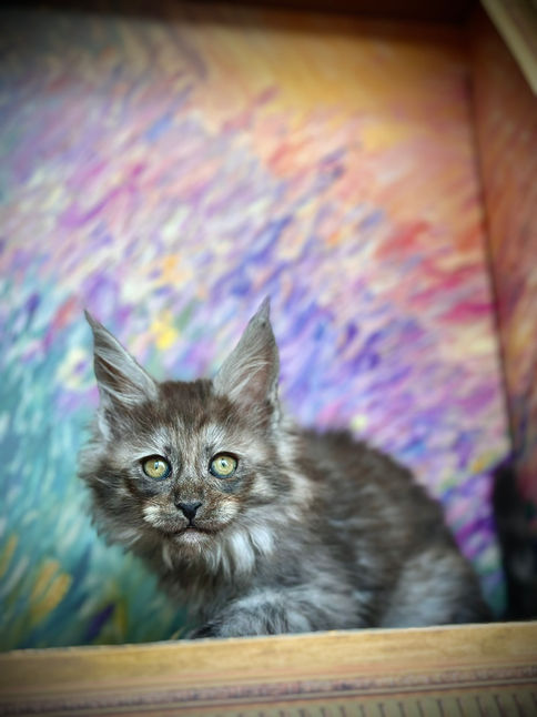 🪄 Maine Coon Les Aristocoons Hermione Black Smoke