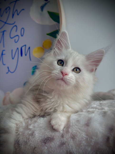 Aladdin, 12-week-old Maine Coon kitten