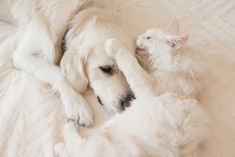 🌟 Maine Coon Les Aristocoons Hook – Devenu Merlin 