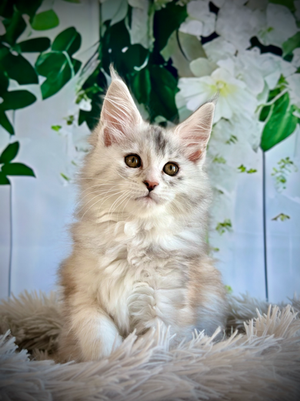 🌟Clochette Maine Coon Black Silver Tortie - 10 semaines de vie  
