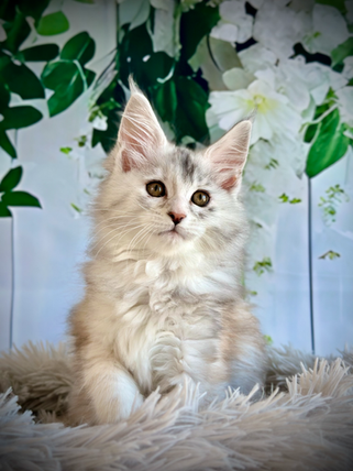 🌟Clochette Maine Coon Black Silver Tortie - 10 weeks old