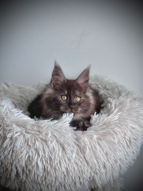 Lilo Maine Coon Black Smoke Polydactyle - Chaton de 10 semaines 