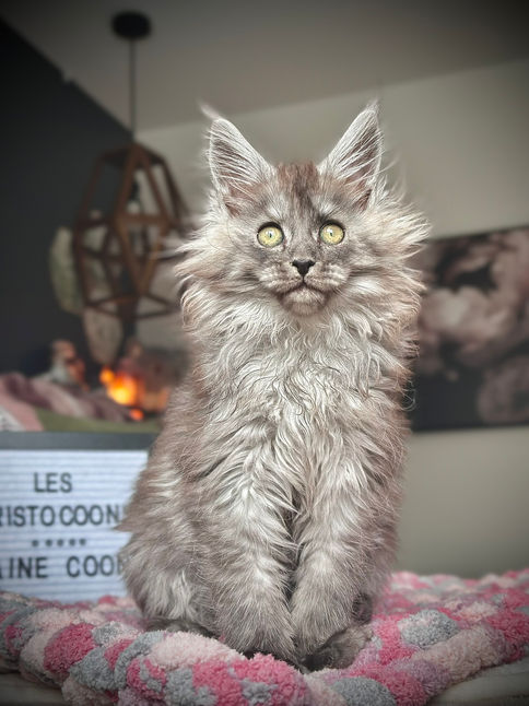 🪄 Maine Coon Les Aristocoons Narcissa Black Smoke