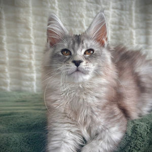 Sarabi Chat Maine Coon Black Silver Ticked Tabby 