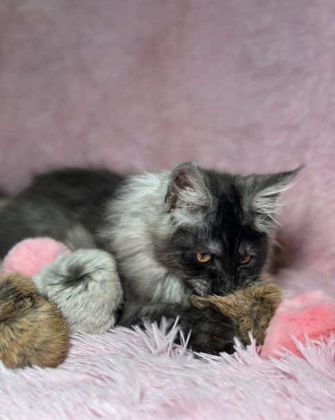 🎄 Maine Coon Les Aristocoons Betty Lou – Devenue Sabina Black Smoke – Polydactyle