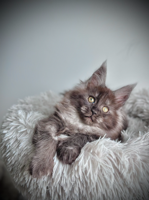 Lilo Maine Coon Black Smoke Polydactyle - Chaton de 10 semaines 
