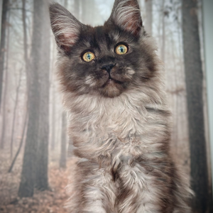 Lilo Maine Coon Black Smoke Polydactyle - Chaton de 17 semaines