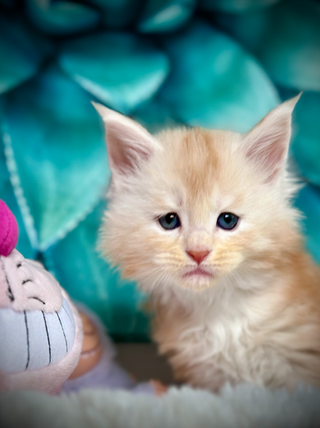 🌟 Peter Pan Maine Coon Red Smoke - 6 weeks old