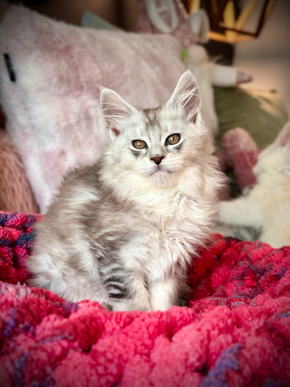 Maine Coon Nala - 10 semaines