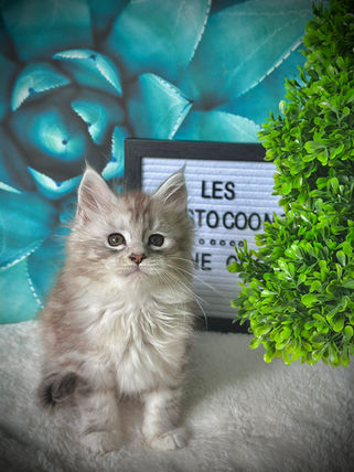 π Maine Coon Les Aristocoons Belle Black Silver Tabby & Blanc