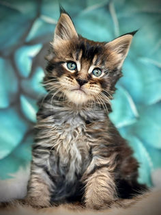 👑 Maine Coon Les Aristocoons Berlioz Black Mackerel Tabby 