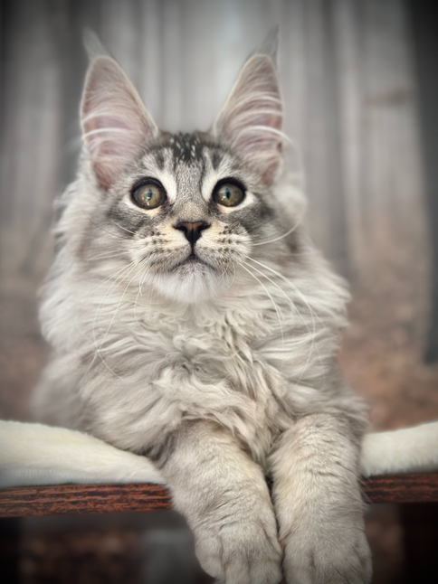 Kawena Maine Coon Black Silver Ticked Tabby - 17-week-old kitten