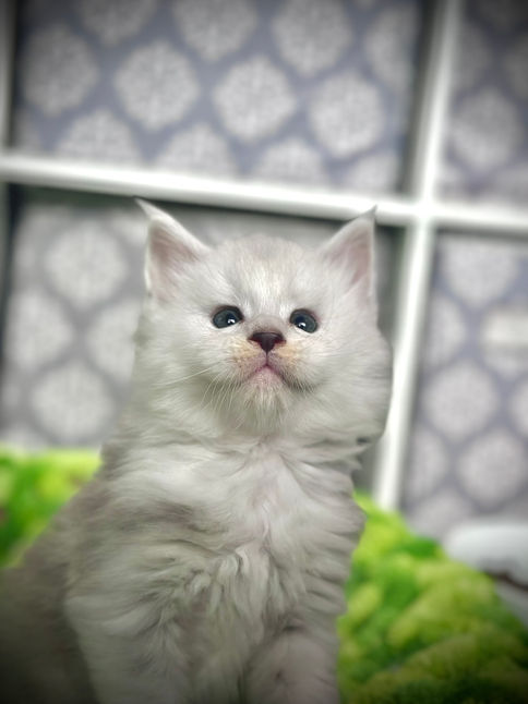 🍎 Maine Coon Les Aristocoons Happy Black Silver Shaded & Blanc