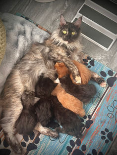 Maman Abbie avec ses chatons Maine Coons 