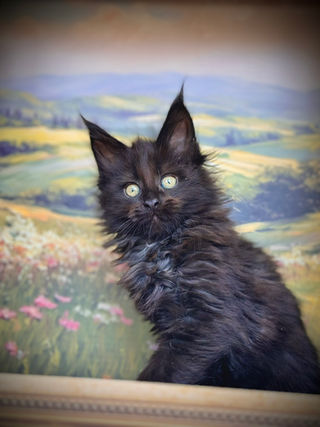 🪄 Maine Coon Les Aristocoons Minerva Black Solide Polydactyle