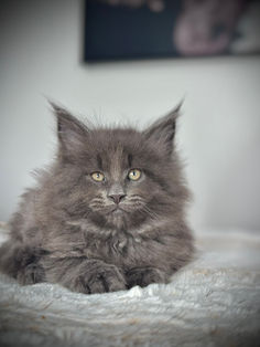 🎄 Maine Coon Les Aristocoons Max Blue Smoke