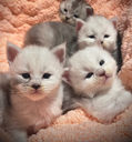 🍎 Maine Coon Les Aristocoons Blanche Black Silver Shaded & Blanc