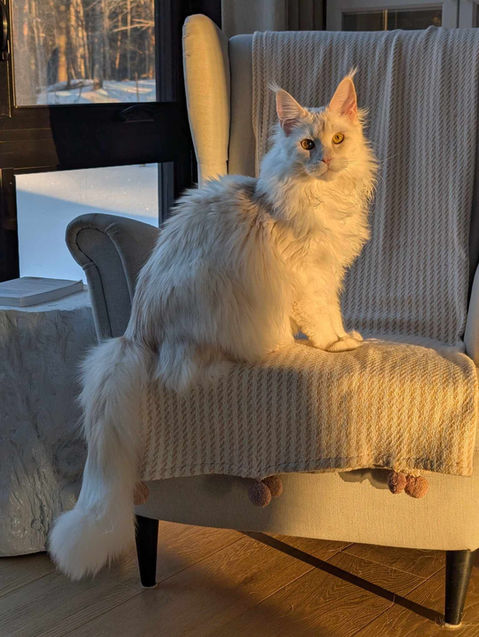 🌟 Maine Coon Les Aristocoons Hook – Devenu Merlin Red Smoke