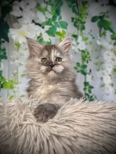 🎄 Maine Coon Les Aristocoons Martha May Black Smoke Tortie