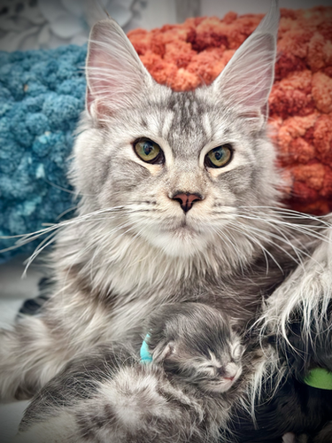 Wendy's Kittens' Love Nest