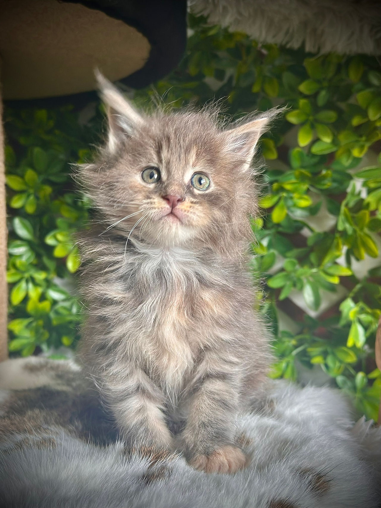 Les Aristocoons Doris Blue Tortie Tabby 