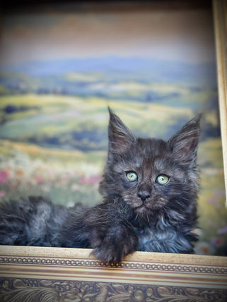 🪄 Maine Coon Les Aristocoons Harry Potter Black Smoke Polydactyle