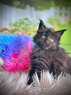 🪄 Maine Coon Les Aristocoons Minerva Black Solide Polydactyle