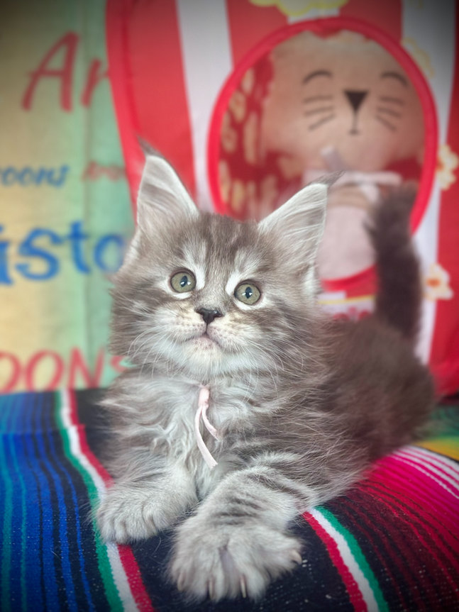 Ohana, 8-week-old Maine Coon kitten