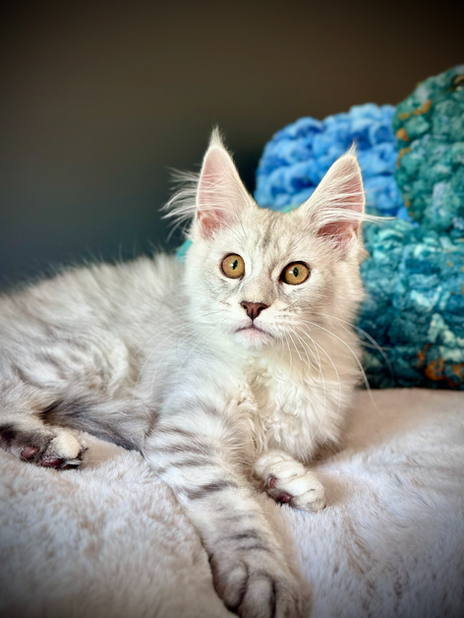 Kovu Maine Coon de 16 semaines