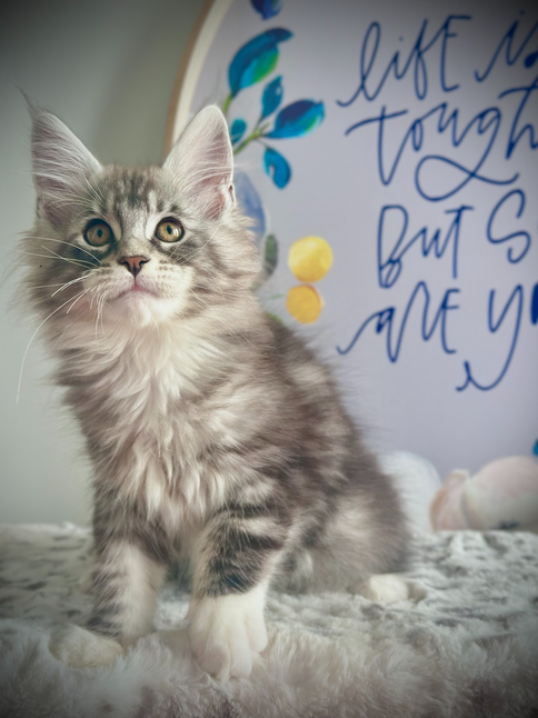 Ali Chaton Maine Coon de 12 semaines