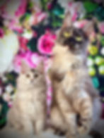 Les Aristocoons Clochette & sa maman Abbie deux chattes Maine Coon Black Smoke Tortie