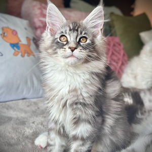 Ali Chaton Maine Coon de 13 semaines