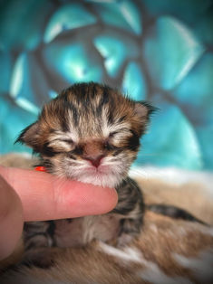 👑 Maine Coon Les Aristocoons Toulouse Black Mackerel Tabby 
