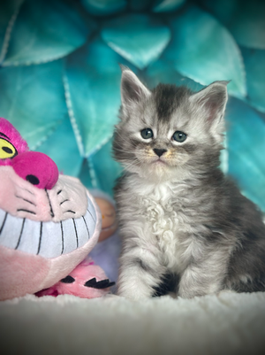 🌟 Sky Maine Coon Black Silver Ticked Tabby & Blanc   - 6 semaines de vie  